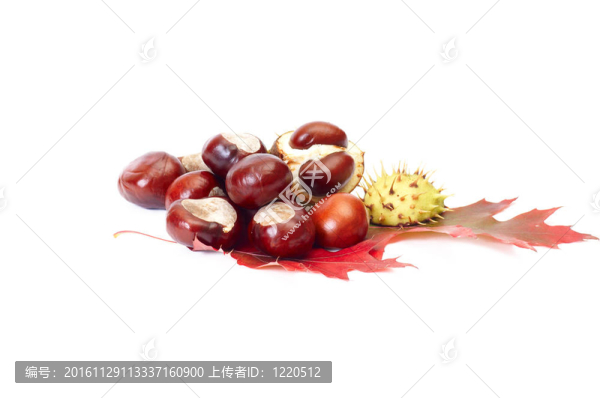 秋天的落葉和白色的栗子。