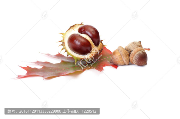 燦爛的秋天栗子橡子。