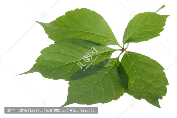 Virginia的爬蟲