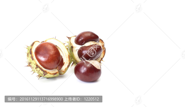白色的小栗子。