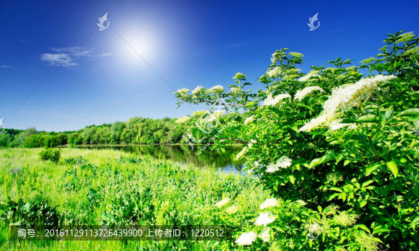 在夏季的接骨木花和漂亮的河。
