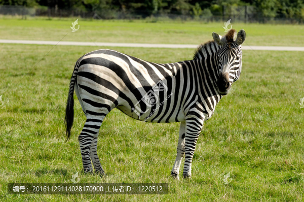 斑馬