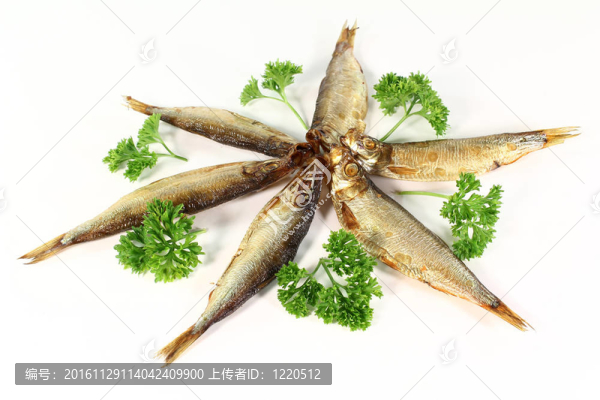 鯡魚