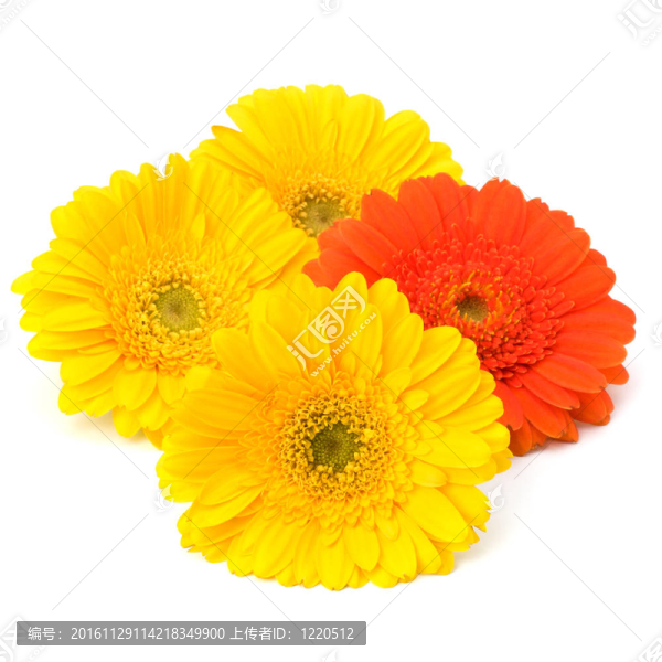 美麗的雛菊非洲菊