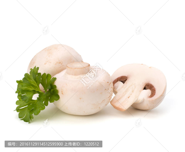 香菇蘑菇和新鮮歐芹