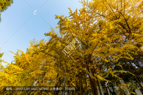 銀杏