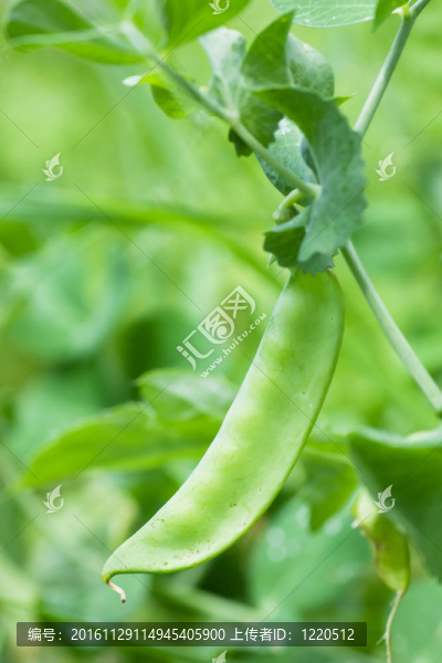 豌豆