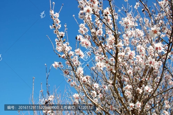 杏仁樹