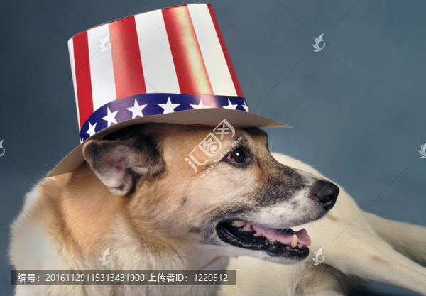 山姆叔叔的狗