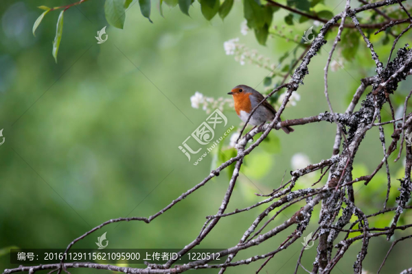 羅賓（Erithacus,rubecula）