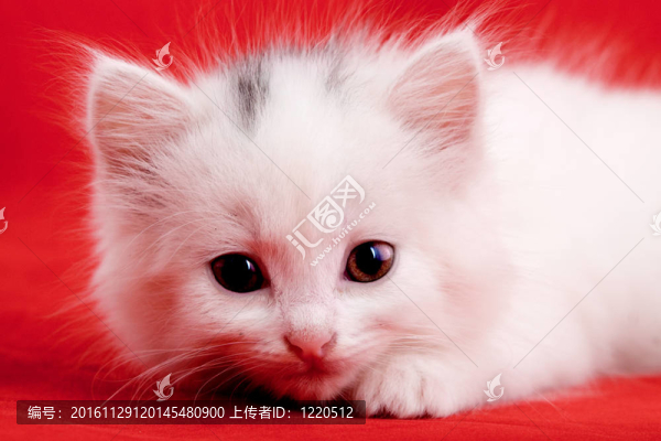 白色的小貓