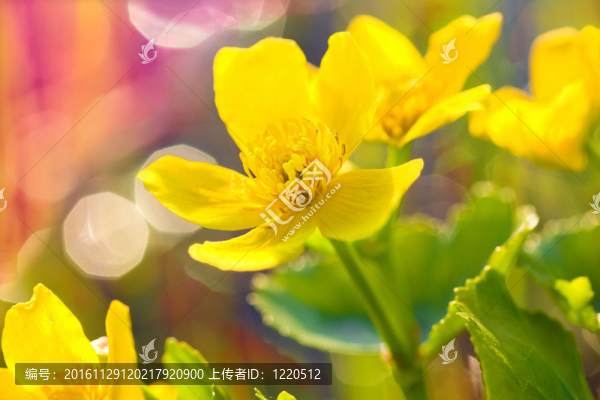 迷人的黃色春天的花朵