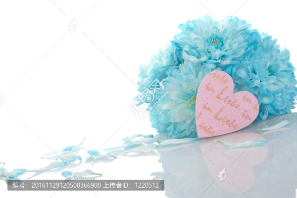 藍(lán)色的菊花