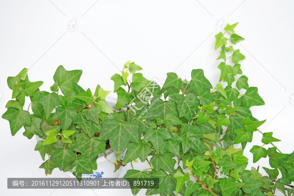 植物墻高清,藤蔓,綠葉背景