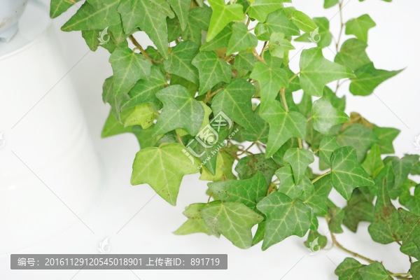 植物墻高清,藤蔓,綠葉背景