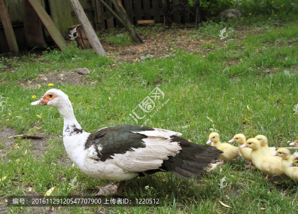 鴨子家族