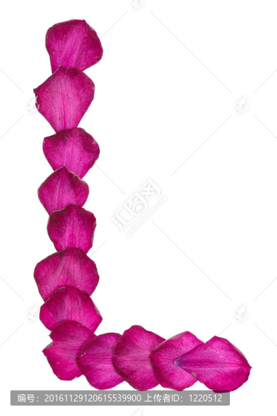 粉色的鐵線蓮花瓣形成字母L