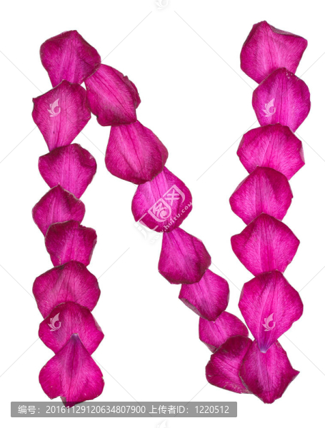 粉色的鐵線蓮花瓣形成字母N