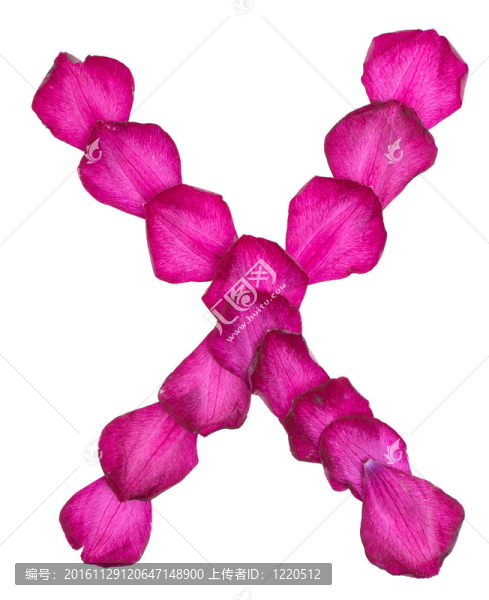 粉色的鐵線蓮花瓣形成字母X
