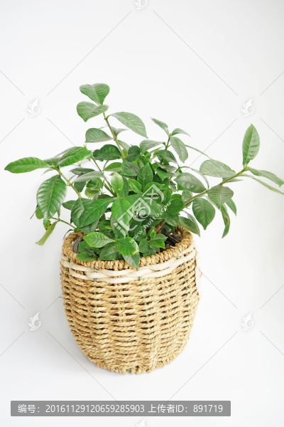 盆栽高清,藤編,綠色植物