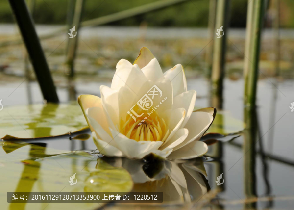 Nymphaea,alba（White,Waterlily）