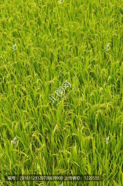 稻田