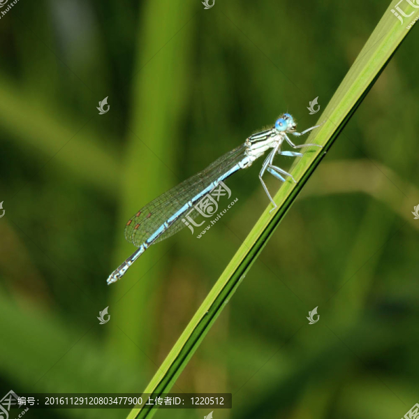 Azure,Damselfly（Coenagrion,puella）。藍蜻蜓