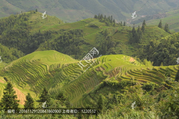龍背上的梯田