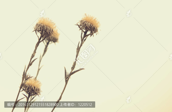 花的復(fù)古背景