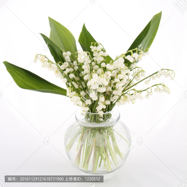 山谷的莉莉