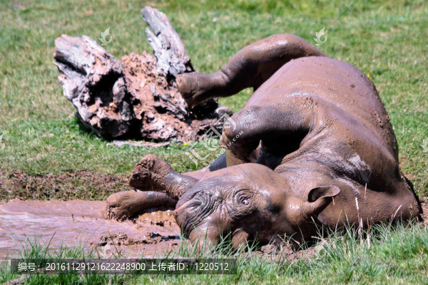 Rolling,Rhinoceros（犀科）在Port,Lympne野生動物和野生動物園