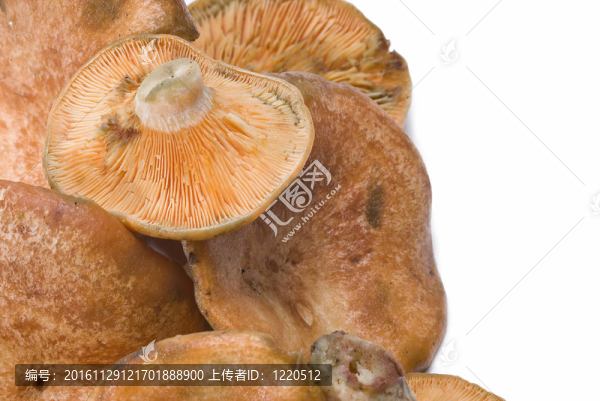 Lactarius,deliciosus。