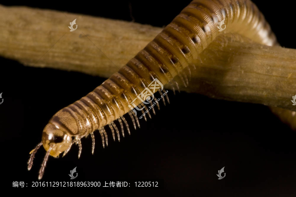 蜈蚣