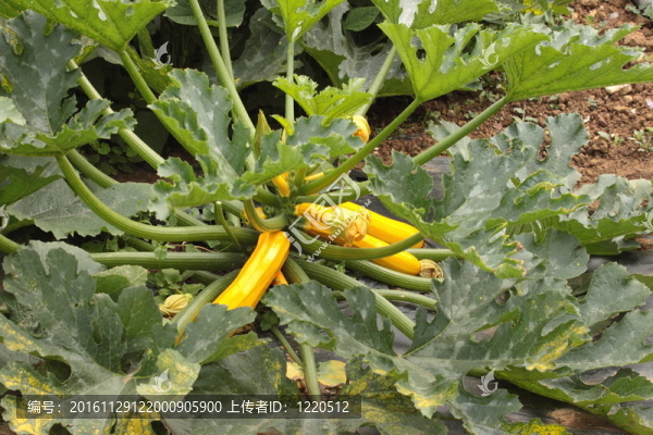 黃西葫蘆在菜園的花