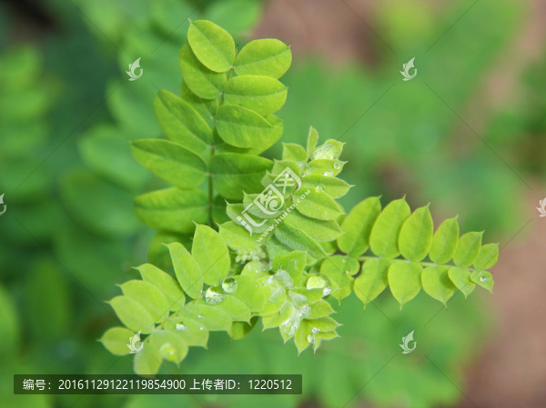 鮮綠色葉子上水滴的特寫。