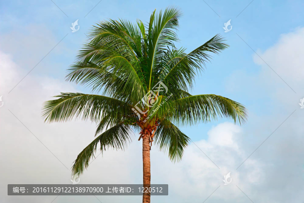 一棵椰子樹頂上的天空背景