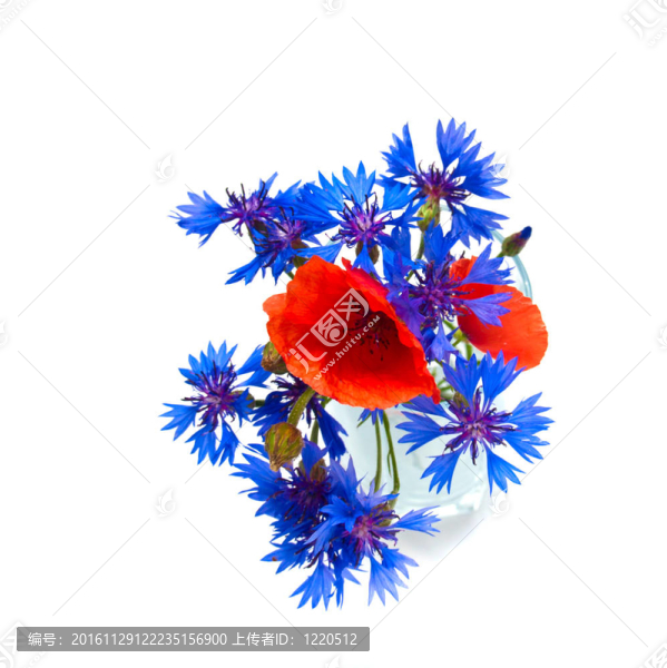 藍色的矢車菊和poppeys