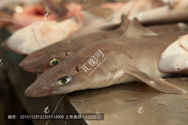 新鮮的海鮮