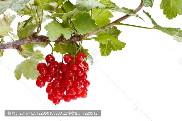 紅醋栗樹(shù)枝