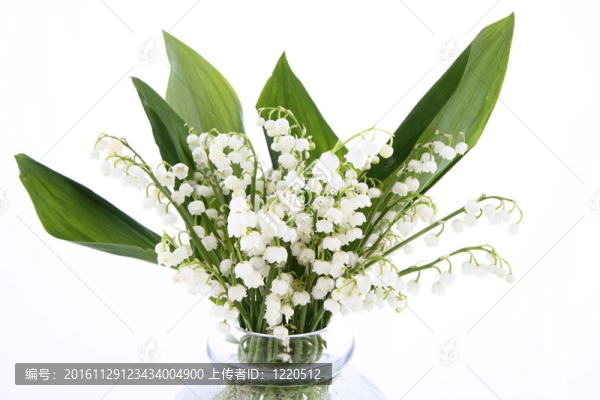 山谷的莉莉