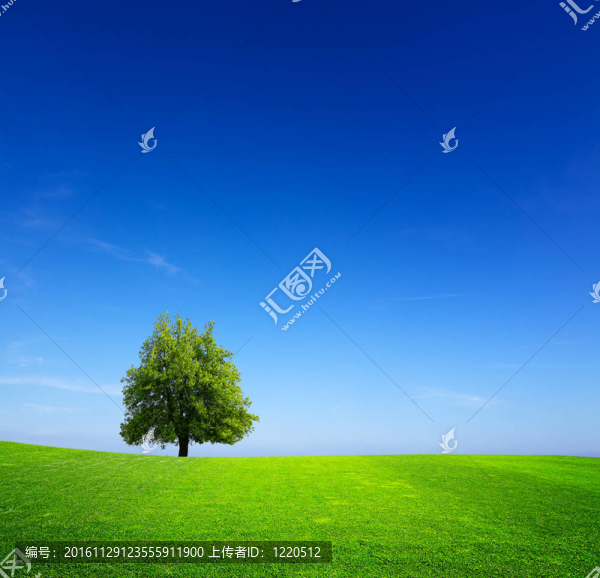 綠色草地上的樹