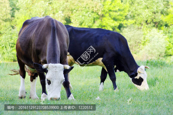 奶牛