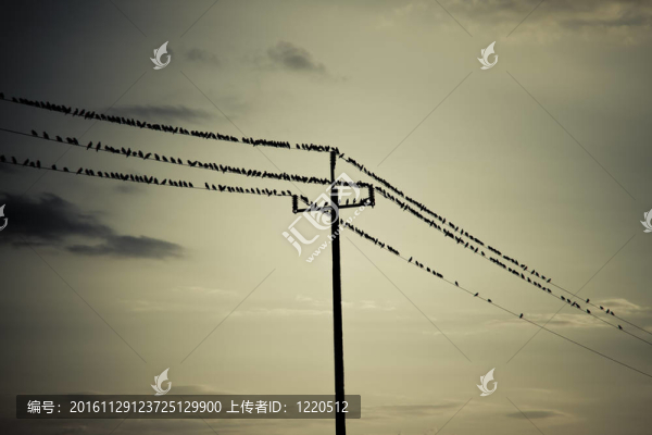 鳥的能量