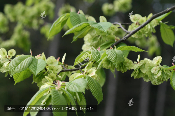 蘋果枝