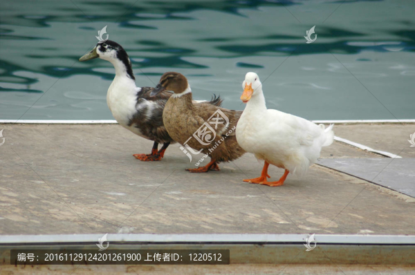 三種不同的鴨子沿著停泊