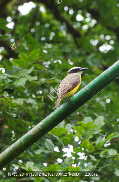 偉大的kiskadee（只大蠅sulphuratus）棲息在燈柱上托土蓋羅；哥斯達(dá)黎加；