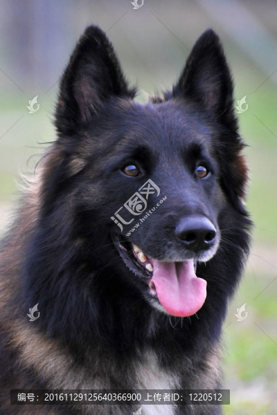 比利時(shí)牧羊犬牧羊犬