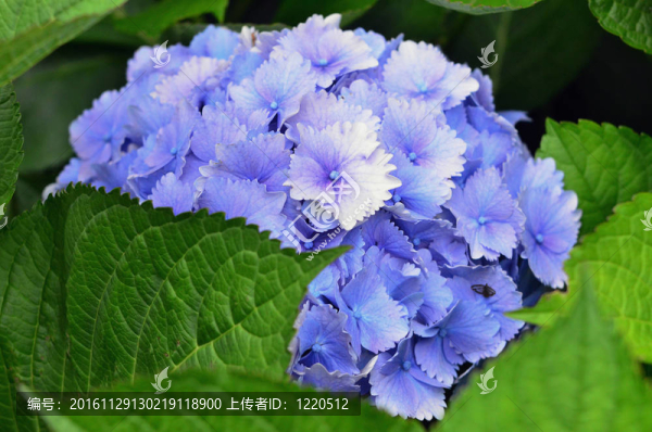 紫繡球花