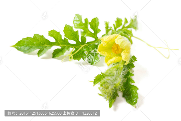 西瓜花