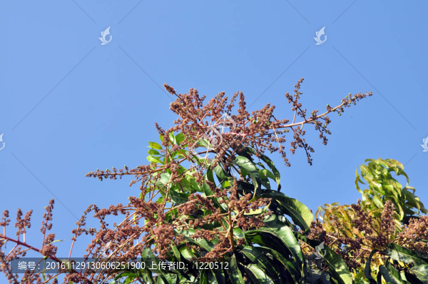 芒果花